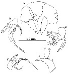 Species Pseudocyclops bilobatus - Plate 5 of morphological figures