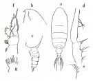 Espèce Pseudochirella tanakai - Planche 1 de figures morphologiques