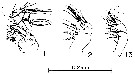 Espèce Pseudocyclops bilobatus - Planche 2 de figures morphologiques