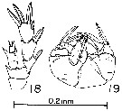 Species Pseudocyclops bilobatus - Plate 4 of morphological figures