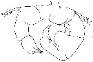 Espèce Acartia (Acanthacartia) californiensis - Planche 4 de figures morphologiques