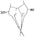 Espèce Acartia (Acanthacartia) californiensis - Planche 3 de figures morphologiques