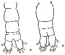 Espèce Acartia (Acanthacartia) tonsa - Planche 30 de figures morphologiques