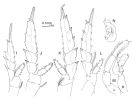 Species Candacia cheirura - Plate 5 of morphological figures
