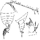 Espèce Phaenna spinifera - Planche 29 de figures morphologiques