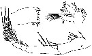 Espèce Phaenna spinifera - Planche 31 de figures morphologiques