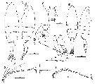 Species Euchaeta concinna - Plate 25 of morphological figures
