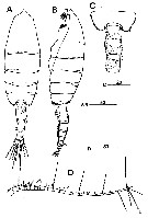 Espèce Euchaeta indica - Planche 10 de figures morphologiques
