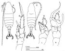 Espèce Centropages elegans - Planche 1 de figures morphologiques