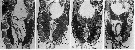 Species Temora stylifera - Plate 27 of morphological figures