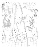 Species Centropages aucklandicus - Plate 2 of morphological figures