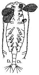 Espèce Calanus helgolandicus - Planche 21 de figures morphologiques