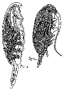 Espèce Paracalanus parvus - Planche 33 de figures morphologiques