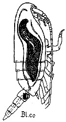 Species Clausocalanus furcatus - Plate 19 of morphological figures