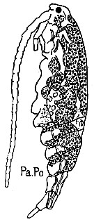 Species Acartia (Acartiura) clausi - Plate 46 of morphological figures