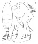 Espèce Pseudochirella obtusa - Planche 1 de figures morphologiques