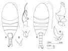 Espèce Nullosetigera bidentata - Planche 2 de figures morphologiques