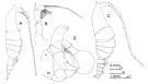 Espèce Pleuromamma xiphias - Planche 1 de figures morphologiques