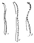 Espèce Calanus finmarchicus - Planche 25 de figures morphologiques