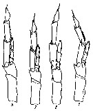 Espèce Calanus australis - Planche 15 de figures morphologiques