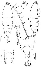 Species Tortanus (Atortus) sinicus - Plate 1 of morphological figures