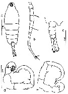 Species Tortanus (Atortus) sinicus - Plate 2 of morphological figures