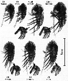 Species Acrocalanus gracilis - Plate 11 of morphological figures