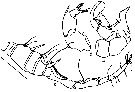 Espèce Ivellopsis denticauda - Planche 4 de figures morphologiques