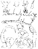 Espèce Tortanus (Atortus) recticaudus - Planche 4 de figures morphologiques
