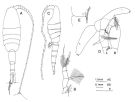Species Metridia princeps - Plate 6 of morphological figures