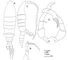Espèce Gaussia princeps - Planche 1 de figures morphologiques