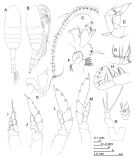 Espèce Metridia lucens - Planche 2 de figures morphologiques