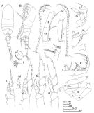 Species Metridia lucens - Plate 3 of morphological figures