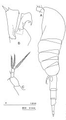 Espèce Metridia gerlachei - Planche 2 de figures morphologiques