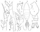 Espèce Chirundinella magna - Planche 1 de figures morphologiques