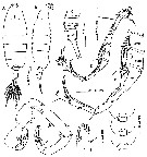 Species Tortanus (Atortus) vietnamicus - Plate 4 of morphological figures
