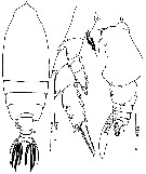 Espèce Euchirella galeatea - Planche 11 de figures morphologiques