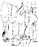 Espèce Euchaeta indica - Planche 12 de figures morphologiques