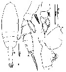 Species Euchaeta plana - Plate 11 of morphological figures