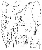 Species Euchaeta marina - Plate 39 of morphological figures