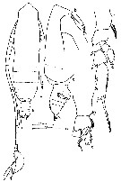 Espèce Subeucalanus subtenuis - Planche 22 de figures morphologiques