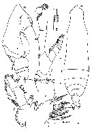 Espèce Pareucalanus parki - Planche 10 de figures morphologiques