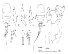 Espèce Lucicutia flavicornis - Planche 3 de figures morphologiques