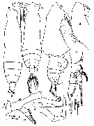 Species Pareucalanus attenuatus - Plate 31 of morphological figures