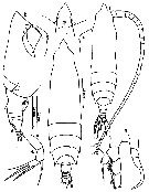 Species Rhincalanus nasutus - Plate 29 of morphological figures
