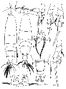 Espèce Acartia (Odontacartia) erythraea - Planche 11 de figures morphologiques