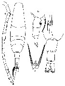 Espèce Acartia (Acartia) negligens - Planche 19 de figures morphologiques