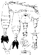 Espèce Acartia (Acanthacartia) sinjiensis - Planche 13 de figures morphologiques