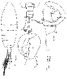 Species Tortanus sp. - Plate 1 of morphological figures