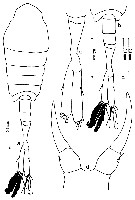 Espèce Tortanus (Tortanus) gracilis - Planche 8 de figures morphologiques